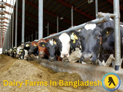 Best Dairy Farms  In Bangladesh