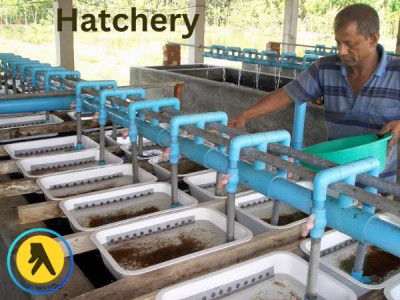 Top Hatchery In Bangladesh