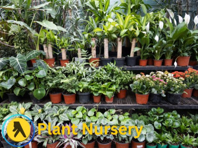 Best Plant Nursery In Bangladesh