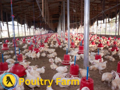 Poultry Farm and Feed companies in Bangladesh